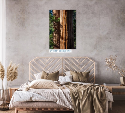 Giant Sequoia Tree Forest Picture Nature Photo, Redwood Trees Wall Art, Forest Bathing National Park Poster, Relaxation Decor