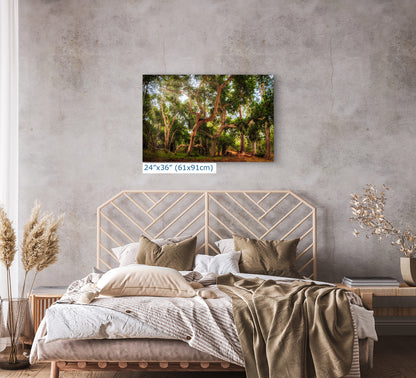 Coast Live Oak Forest Picture Nature Photo House Decor, Forest Bathing for Meditation, Relaxation, Dorm Room Decor