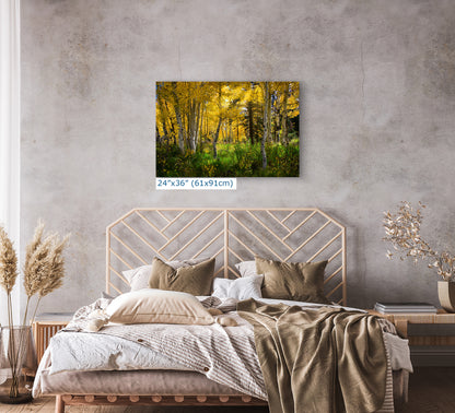 Aspen Tree Forest Picture Nature Photo, Forest Bathing Relaxation Artwork, Fall Colors Autumn for Meditation, Office and House Decor