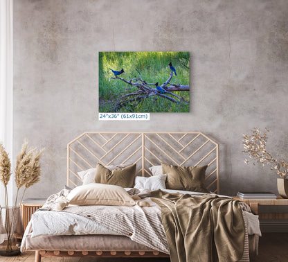 Steller Jay Wildlife Photography Print, Bird Wall Art, Nature Photography, Blue Bird Picture, Relaxing Dorm Room or Office Wall Art