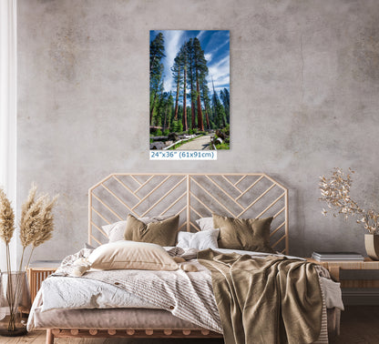 Giant Sequoia Tree Forest Picture Nature Photo, Redwood Trees Forest Bathing Decor, Relaxation Artwork for Home or Office
