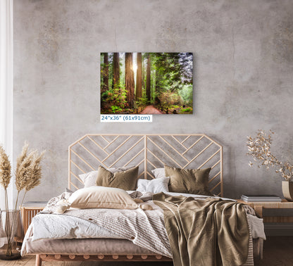 Redwood Trees Forest Picture Nature Photo, Forest Bathing in Muir Woods Wall Art for House Decor Gifts for Tree & Nature Lovers