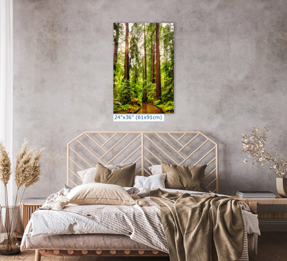 Redwood Trees Forest Picture Nature Photo, Forest Bathing House Decor, Relaxing Wall Art for Meditation, Home and Office
