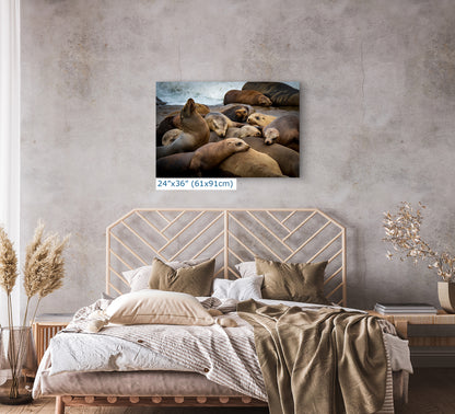 California Sea Lion Marine Mammal Wildlife Photography, Ocean Animals Wall Art, Nature Lover Gift, Marine Biology Artwork