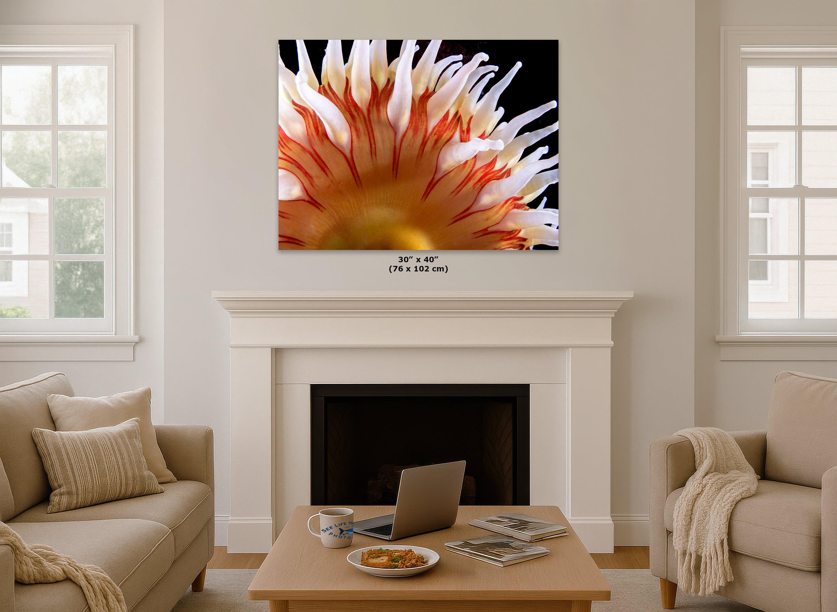 Sea Anemone Picture Ocean Life Underwater Scenery Nature Photo, Marine Biology Coral Reef Art