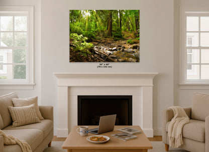 Redwood Trees Forest Picture Nature Photo, Forest Bathing in Santa Cruz California Coast Wall Art, Relaxing Artwork for House Decor & Office