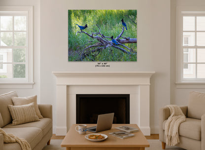 Steller Jay Wildlife Photography Print, Bird Wall Art, Nature Photography, Blue Bird Picture, Relaxing Dorm Room or Office Wall Art