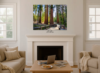 Giant Sequoia Tree Forest Picture Nature Photo | Yosemite Redwood Trees for Nature Lovers & Forest Bathing Relaxation, Meditation Artwork