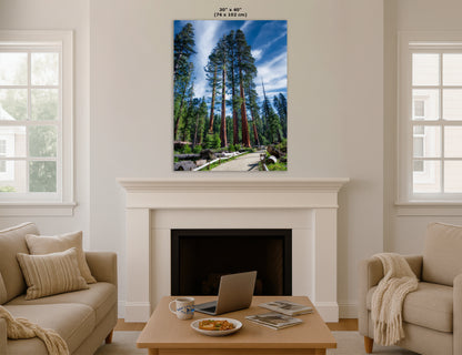 Giant Sequoia Tree Forest Picture Nature Photo, Redwood Trees Forest Bathing Decor, Relaxation Artwork for Home or Office