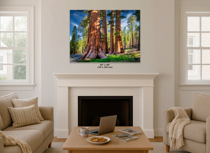 Giant Sequoia Tree Forest Picture Nature Photo, Redwood Trees Forest Bathing for Relaxation and Meditation in Living Room and Office