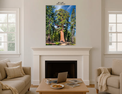 Giant Sequoia Tree Forest Picture Nature Photo, Yosemite Redwood Trees, Forest Bathing for Nature Lovers, House and Office