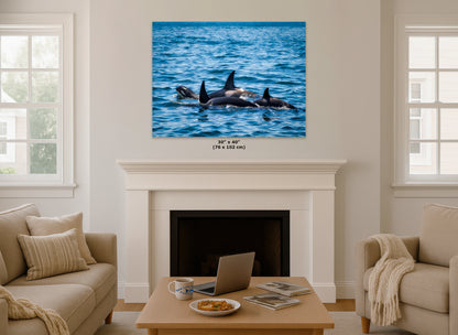 Orca Whale Marine Mammal Wildlife Photography, Killer Whale Ocean Art Print for Nature Lovers and Ocean Enthusiasts
