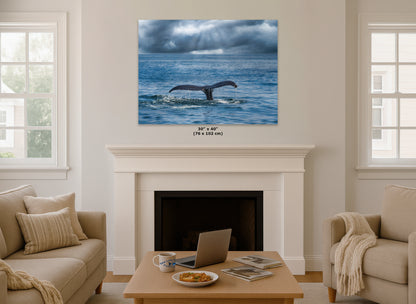 Humpback Whale Marine Mammal Wildlife Photography | Monterey Bay Ocean Scene Art Print for Nature Lovers and Marine Conservation Decor