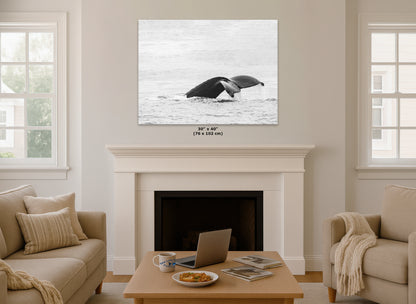 Humpback Whale Marine Mammal Wildlife Photography, Black and White, Monterey Bay Ocean Scene Art Print for Nature Lovers and Marine Conservation Decor