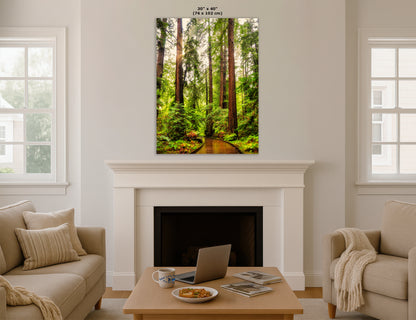 Redwood Trees Forest Picture Nature Photo, Forest Bathing House Decor, Relaxing Wall Art for Meditation, Home and Office