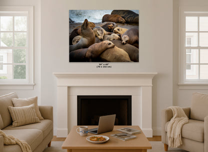 California Sea Lion Marine Mammal Wildlife Photography, Ocean Animals Wall Art, Nature Lover Gift, Marine Biology Artwork