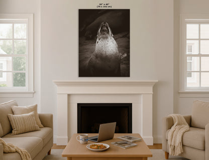 California Sea Lion Marine Mammal Wildlife Photography, Ocean Animals, Coastal House Decor, Nature Lover Gift, Marine Biology Artwork