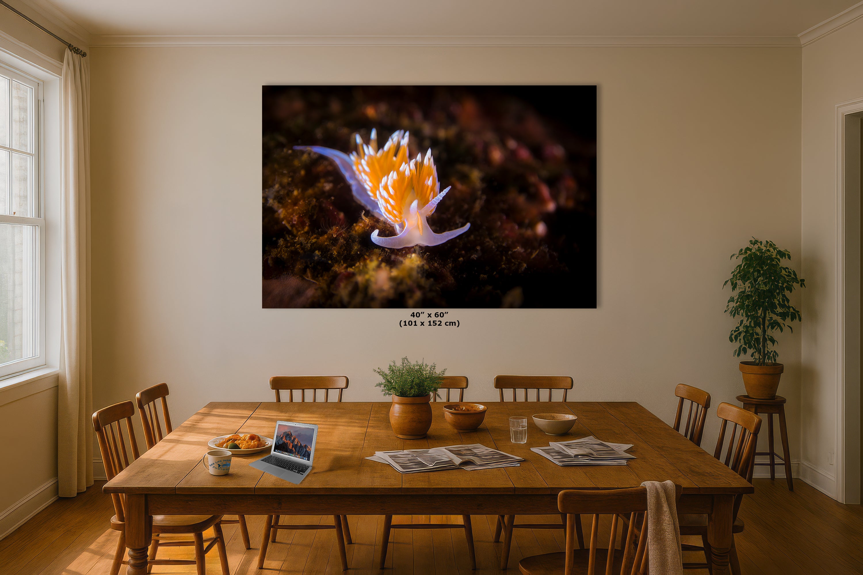 Hermissenda Opalescent Nudibranch Ocean Life Underwater Scenery Marine Biology Nature Photo