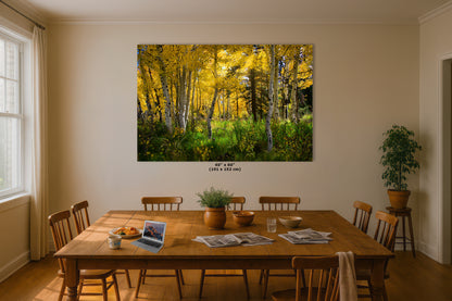 Aspen Tree Forest Picture Nature Photo, Forest Bathing Relaxation Artwork, Fall Colors Autumn for Meditation, Office and House Decor