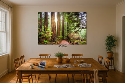 Redwood Trees Forest Picture Nature Photo, Forest Bathing in Muir Woods Wall Art for House Decor Gifts for Tree & Nature Lovers
