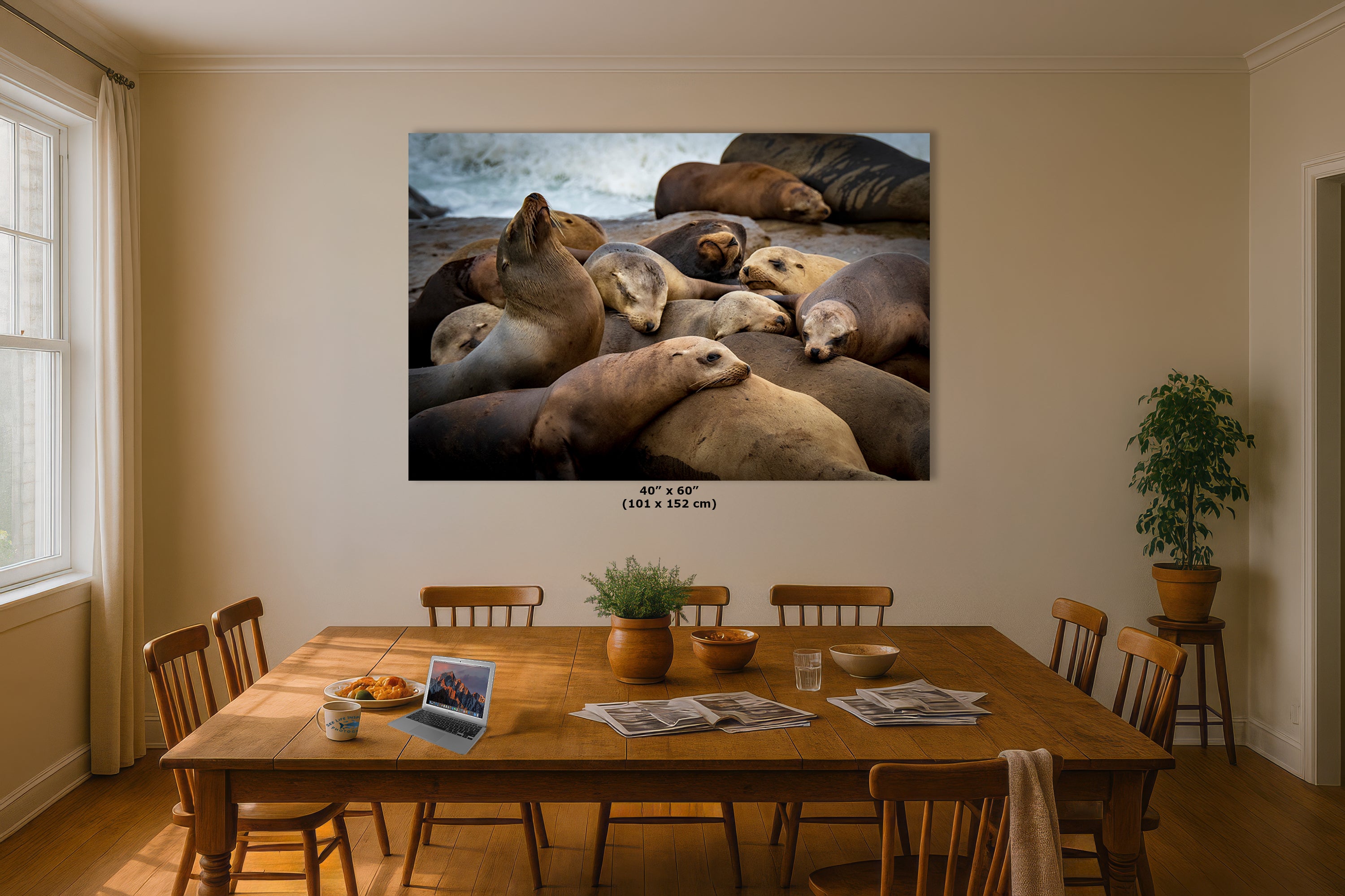 California Sea Lion Marine Mammal Wildlife Photography, Ocean Animals Wall Art, Nature Lover Gift, Marine Biology Artwork