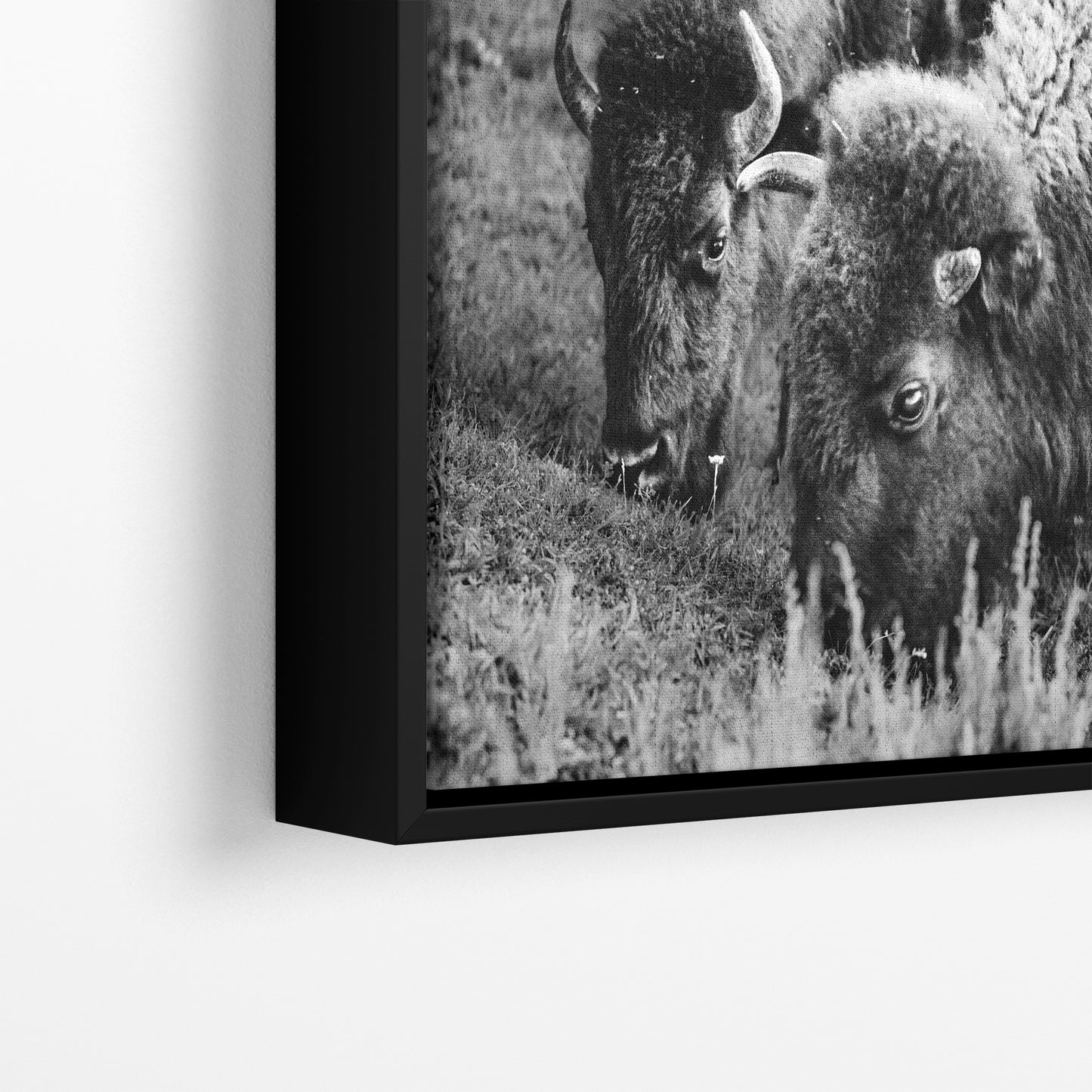 Grazing Buffalo Artwork Wildlife Photography, Black and White Bison Wall Decor, Rustic Cabin Animal Print, Nature Wall Art for Home or Office
