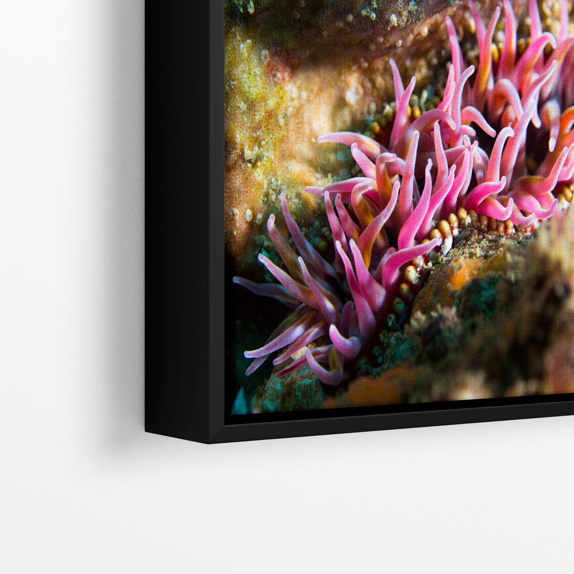 Sea Anemone Picture Ocean Life Underwater Scenery Nature Photo, Marine Biology Coral Reef Art, Vibrant Marine Wildlife Wall Decor