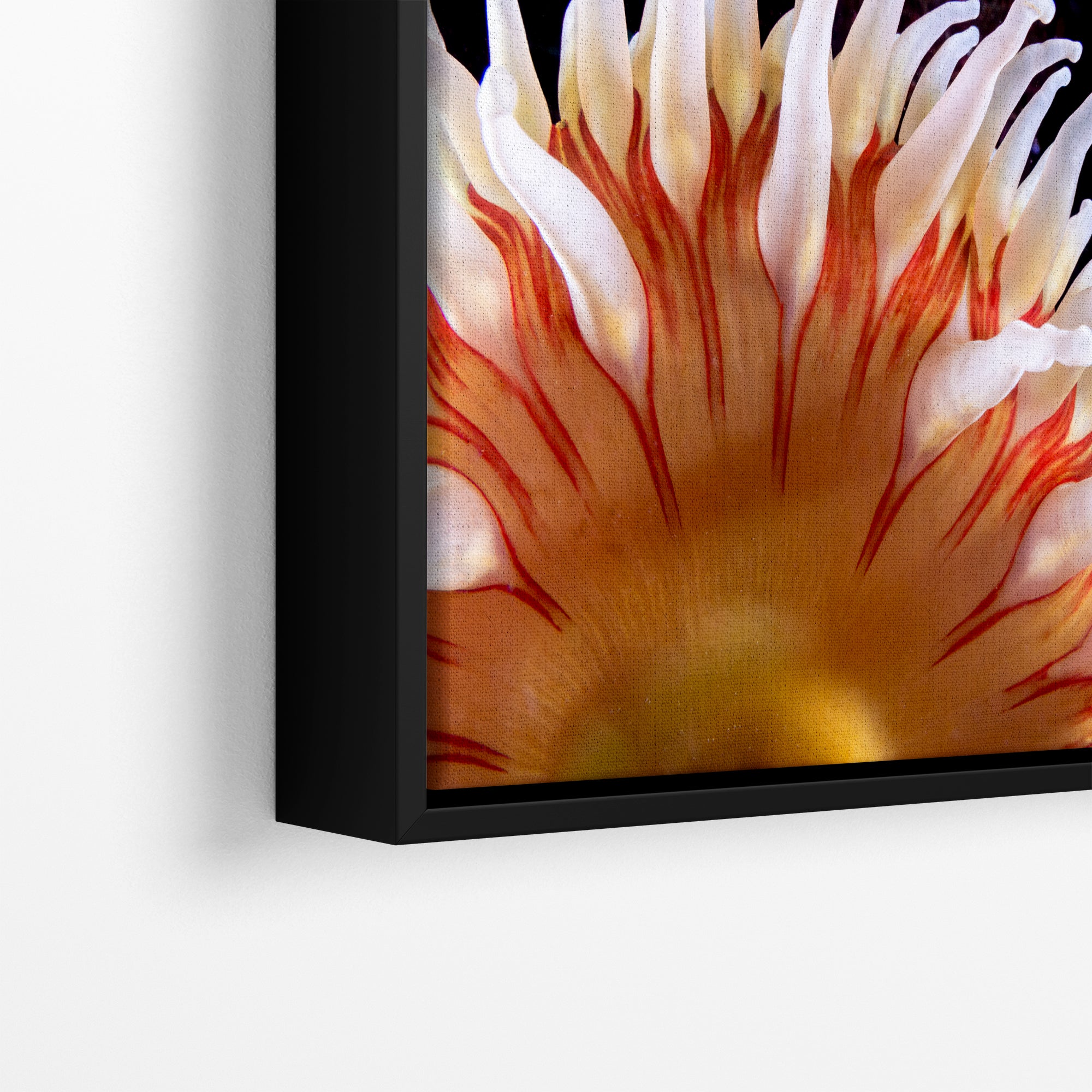 Sea Anemone Picture Ocean Life Underwater Scenery Nature Photo, Marine Biology Coral Reef Art