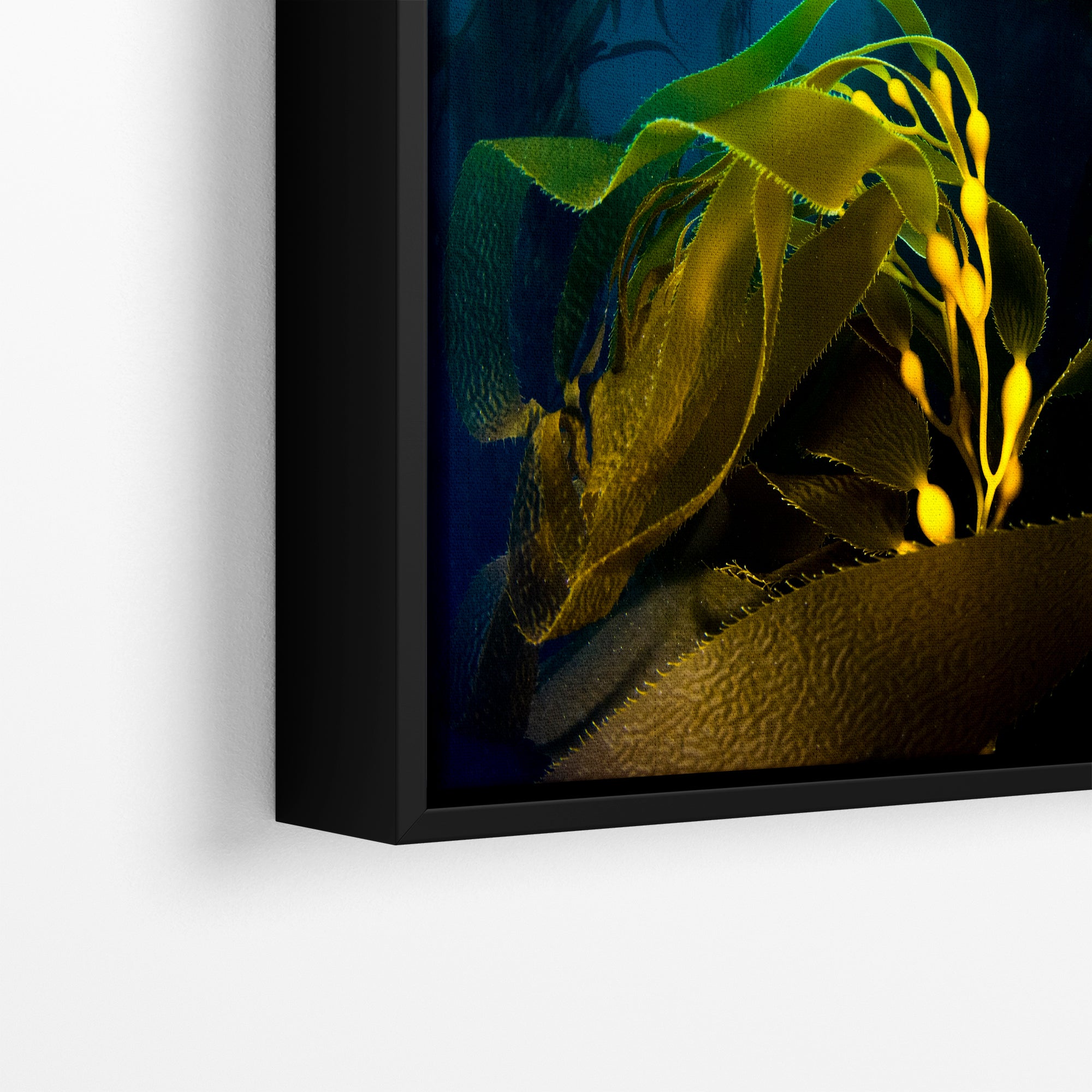 Kelp forest seaweed pictures underwater scenery, ocean life marine biology art, relaxation decor, ocean lover gift, deep sea nature photo