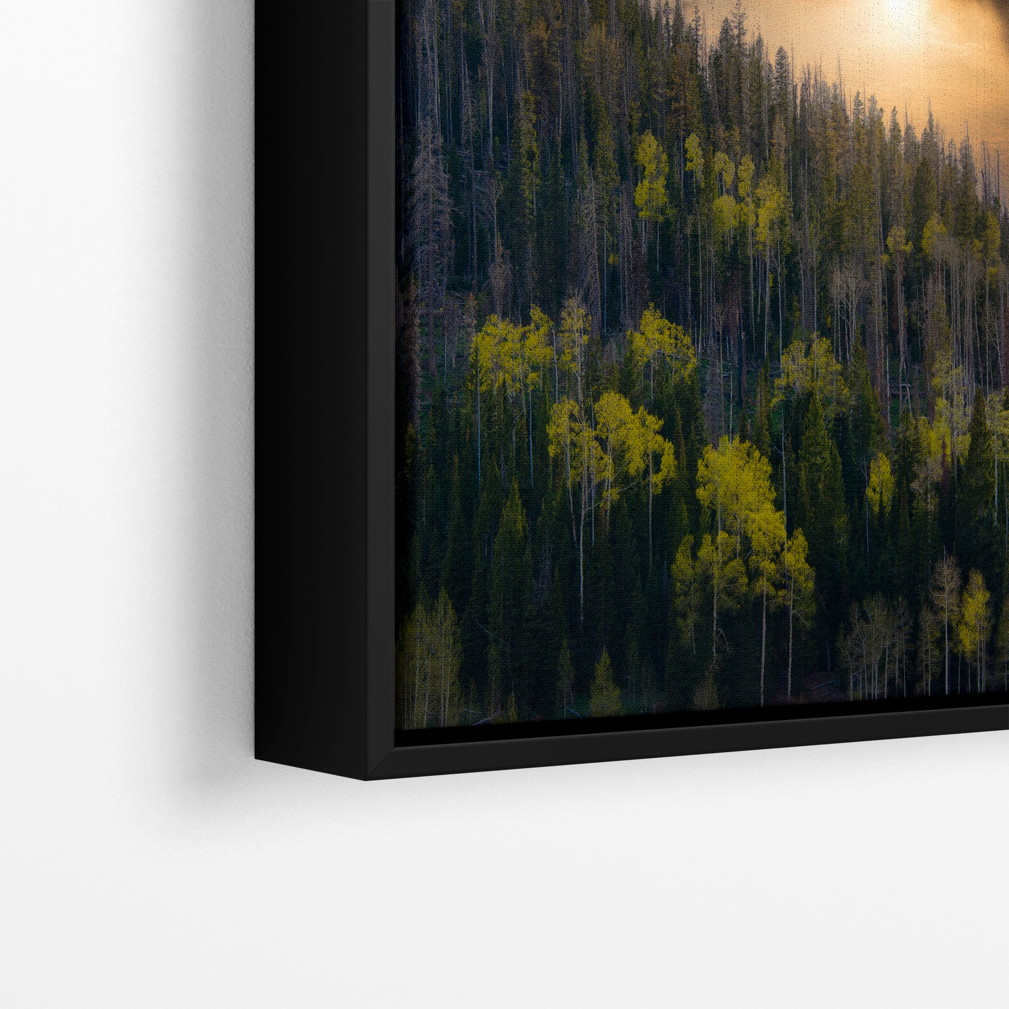 Aspen Tree Forest Picture Nature Photo, Forest Bathing Relaxation Artwork Dopamine Decor for Meditation, Bedroom, Living Room, and Office