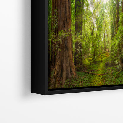 Redwood Tree Wall Art - Panoramic Forest Picture Nature Photo