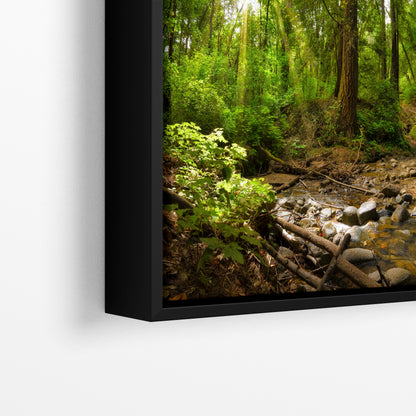 Redwood Trees Forest Picture Nature Photo, Forest Bathing in Santa Cruz California Coast Wall Art, Relaxing Artwork for House Decor & Office