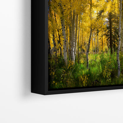 Aspen Tree Forest Picture Nature Photo, Forest Bathing Relaxation Artwork, Fall Colors Autumn for Meditation, Office and House Decor