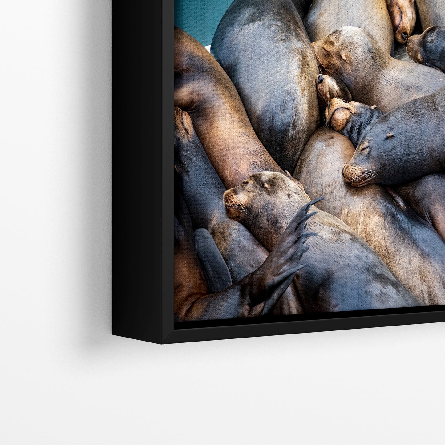 California Sea Lion Marine Mammal Wildlife Photography Wall Art - Ocean Animals Nursery Decor Coastal Home Artwork, Marine Biology Print