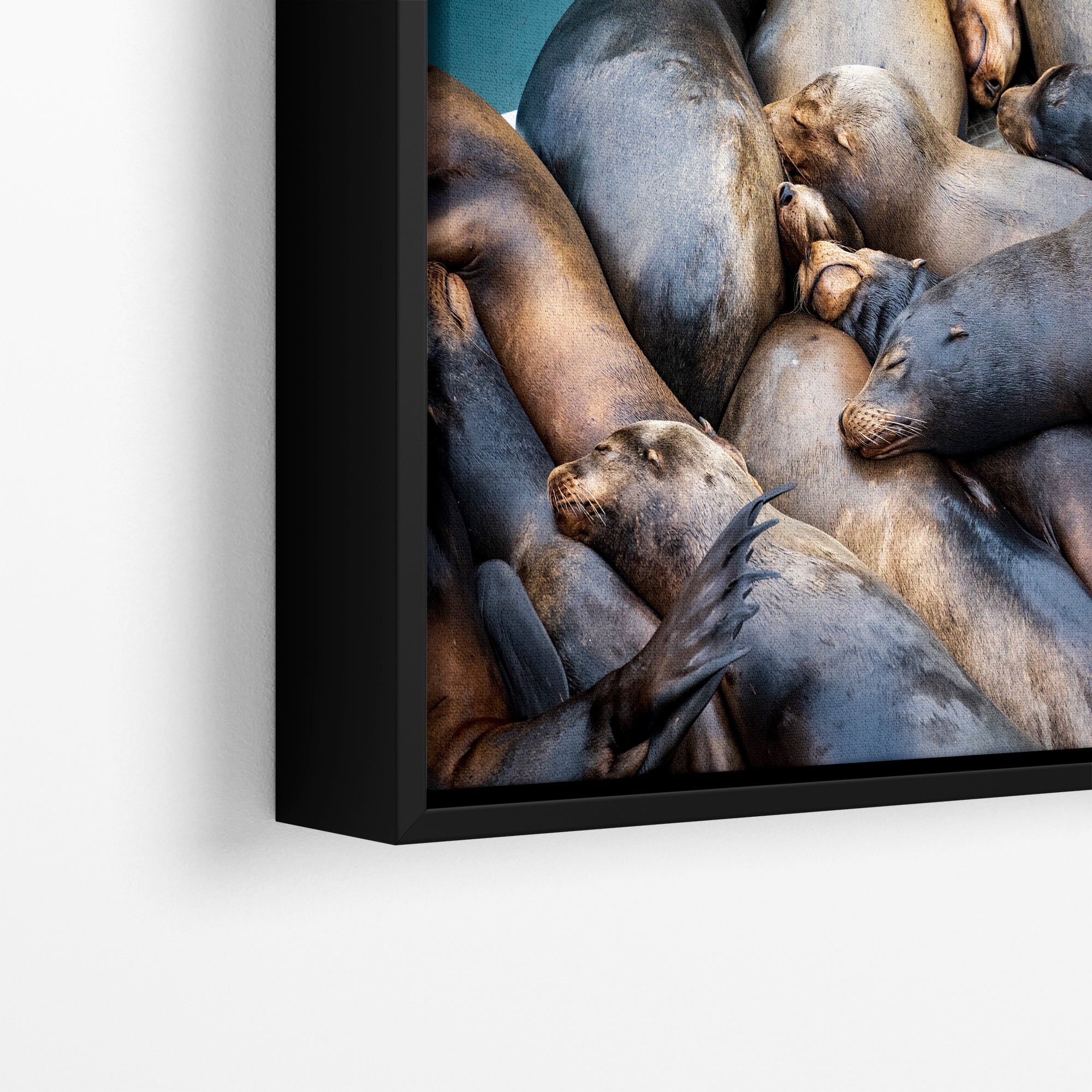 California Sea Lion Marine Mammal Wildlife Photography Wall Art - Ocean Animals Nursery Decor Coastal Home Artwork, Marine Biology Print