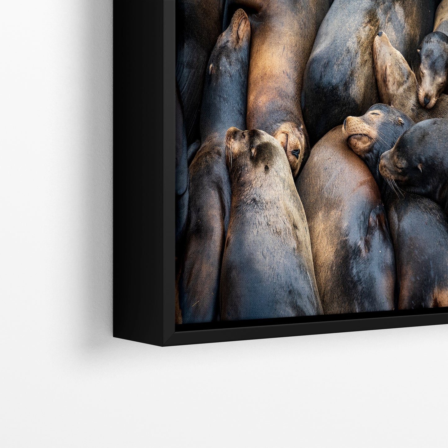 California Sea Lion Marine Mammal Wildlife Photography, Ocean Animals Nursery Decor, Relaxation Artwork for Beach-Themed Rooms