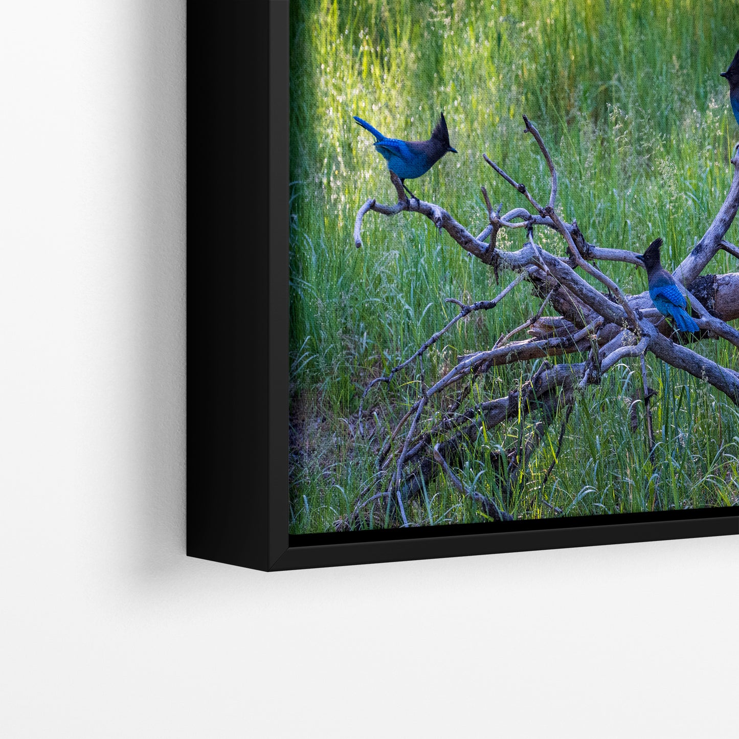 Steller Jay Wildlife Photography Print, Bird Wall Art, Nature Photography, Blue Bird Picture, Relaxing Dorm Room or Office Wall Art