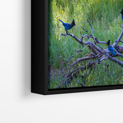Steller Jay Wildlife Photography Print, Bird Wall Art, Nature Photography, Blue Bird Picture, Relaxing Dorm Room or Office Wall Art