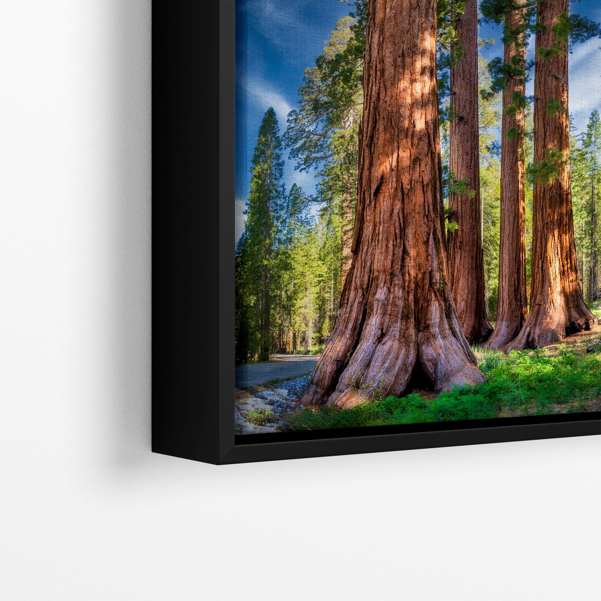 Giant Sequoia Tree Forest Picture Nature Photo, Redwood Trees Forest Bathing for Relaxation and Meditation in Living Room and Office