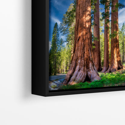 Giant Sequoia Tree Forest Picture Nature Photo, Redwood Trees Forest Bathing for Relaxation and Meditation in Living Room and Office