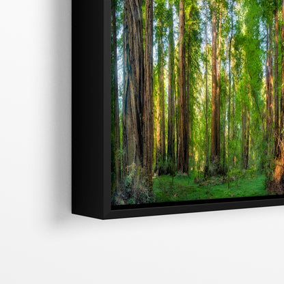 Redwood Trees Forest Picture Nature Photo, Forest Bathing Relaxation Artwork for Calming Meditation, Office and House Decor