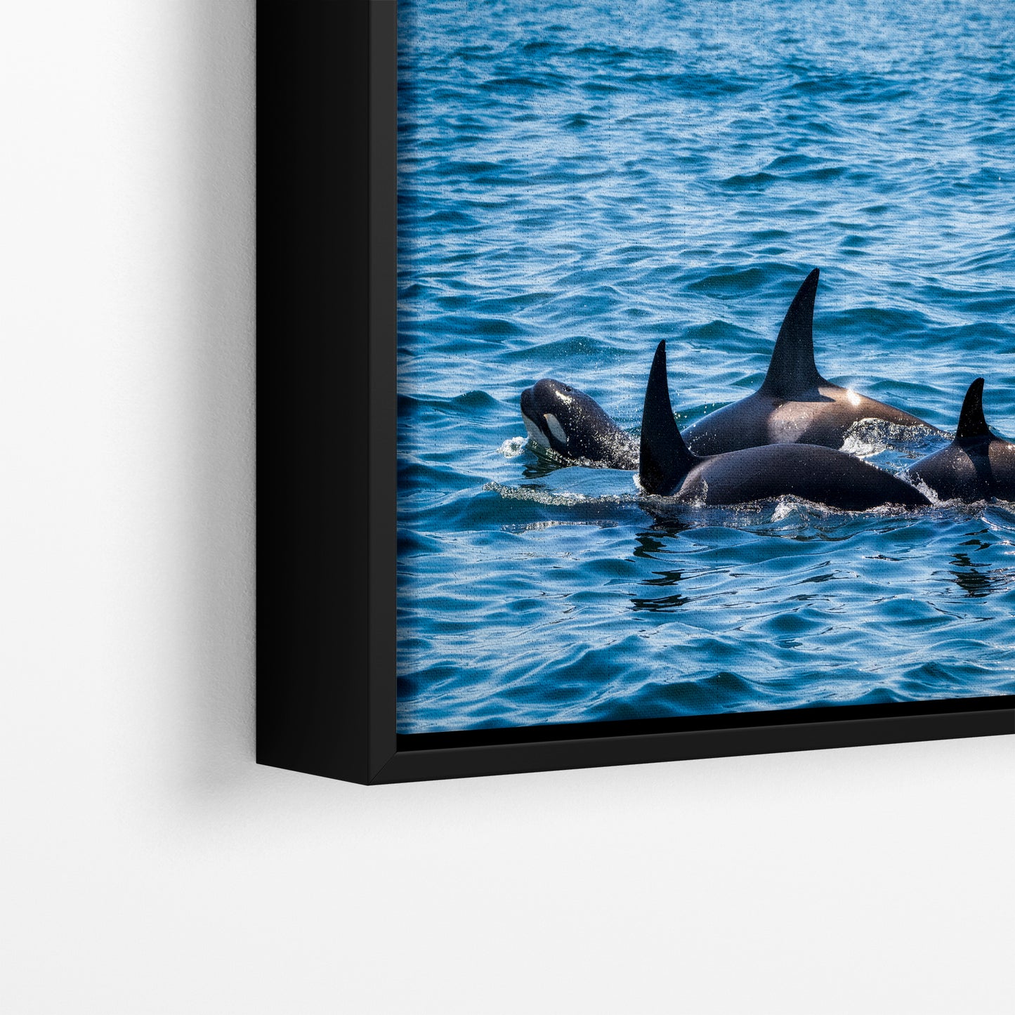 Orca Whale Marine Mammal Wildlife Photography, Killer Whale Ocean Art Print for Nature Lovers and Ocean Enthusiasts