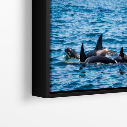 Orca Whale Marine Mammal Wildlife Photography, Killer Whale Ocean Art Print for Nature Lovers and Ocean Enthusiasts