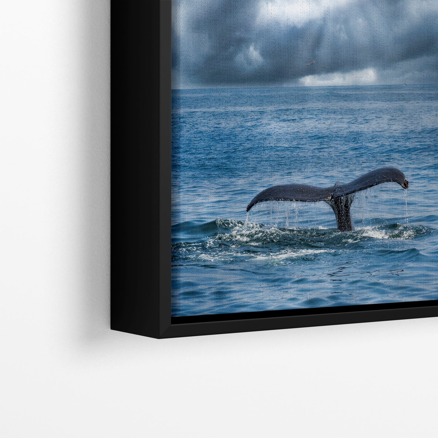 Humpback Whale Marine Mammal Wildlife Photography | Monterey Bay Ocean Scene Art Print for Nature Lovers and Marine Conservation Decor