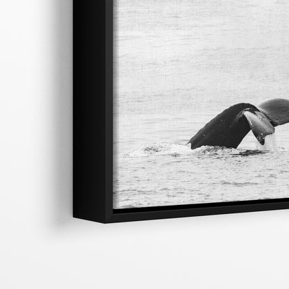 Humpback Whale Marine Mammal Wildlife Photography, Black and White, Monterey Bay Ocean Scene Art Print for Nature Lovers and Marine Conservation Decor