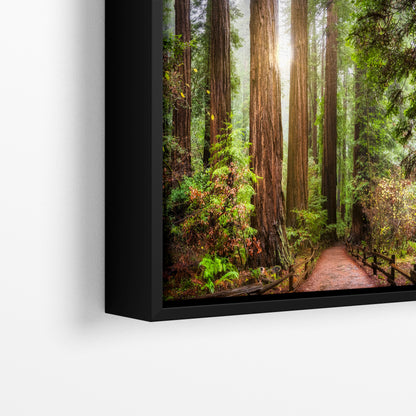 Redwood Trees Forest Picture Nature Photo, Forest Bathing in Muir Woods Wall Art for House Decor Gifts for Tree & Nature Lovers