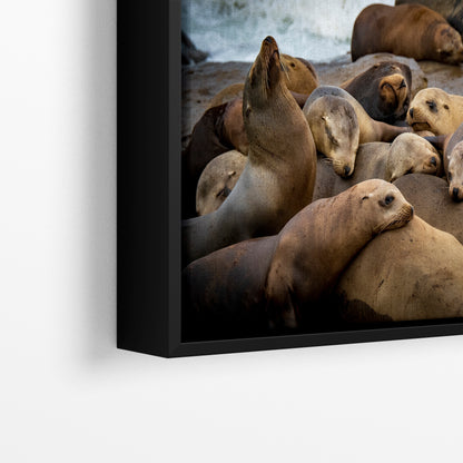 California Sea Lion Marine Mammal Wildlife Photography, Ocean Animals Wall Art, Nature Lover Gift, Marine Biology Artwork