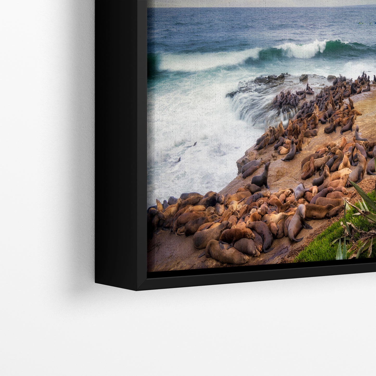 California Sea Lion Marine Mammal Wildlife Photography | Calming Nature Ocean Picture, Relaxation Artwork, La Jolla Coast, Nature Photo