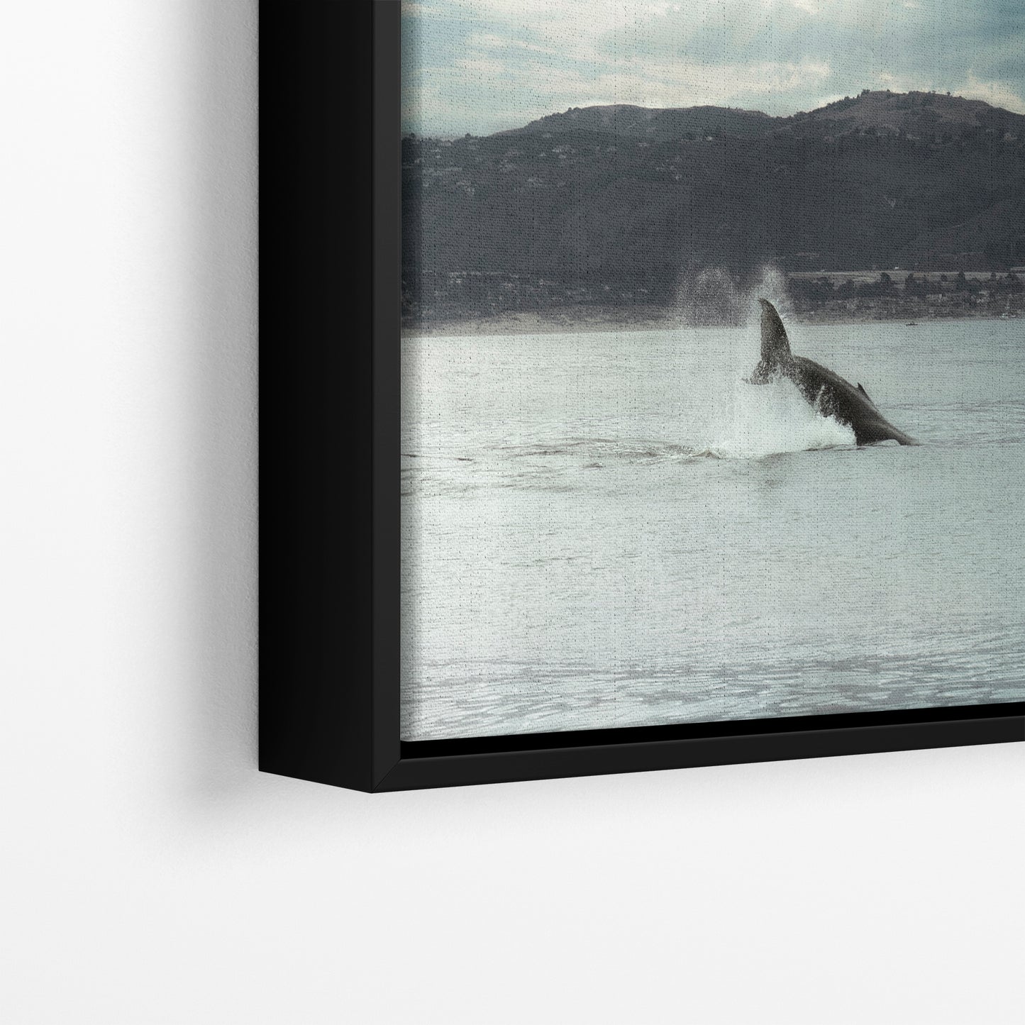 Humpback Whale Marine Mammal Wildlife Photography, Ocean Nature Art, Marine Conservation, Dolphin & Sea Life Gift, House Decor