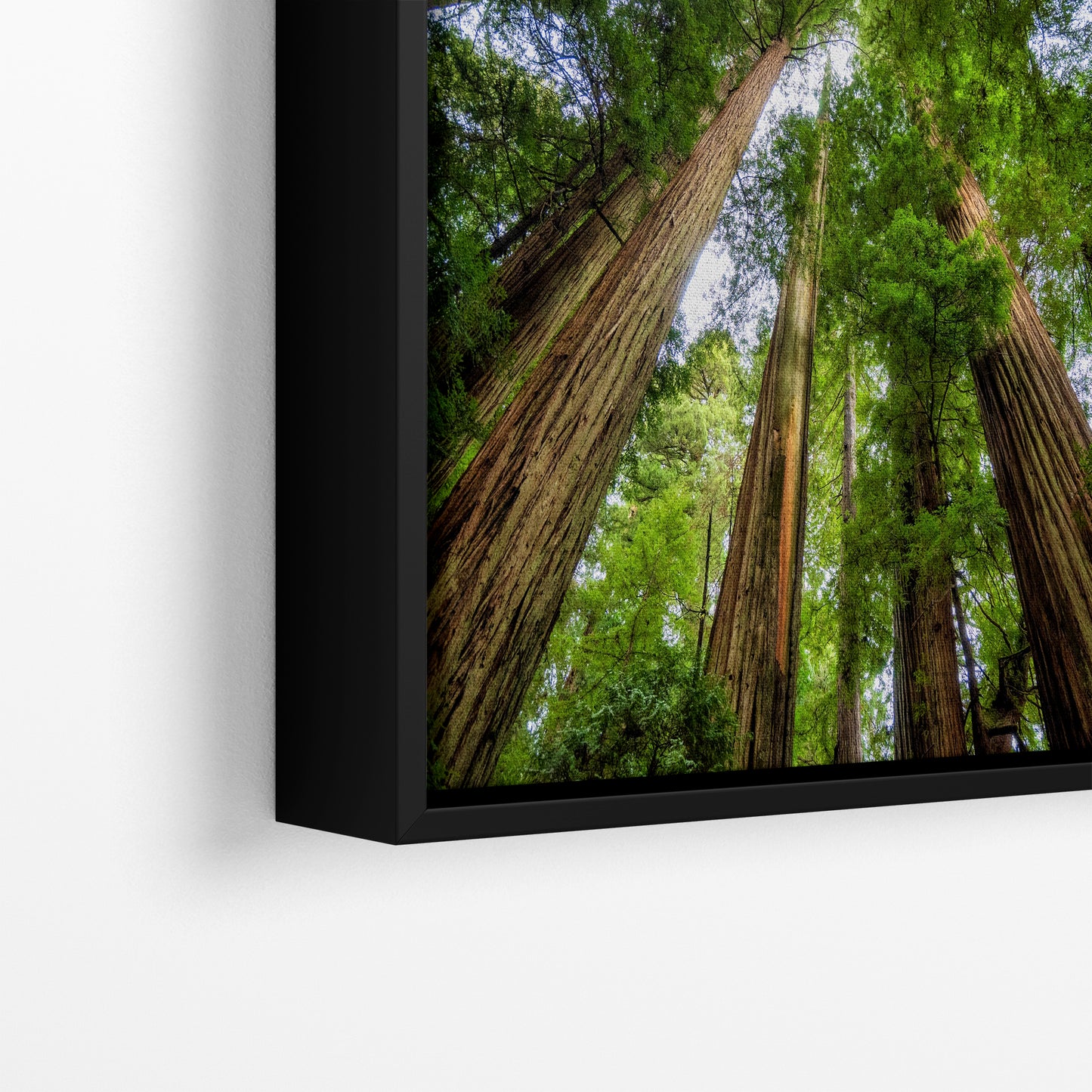 Redwood Trees Forest Picture Nature Photo | Forest Bathing Relaxation Decor for Meditation, House, and Office